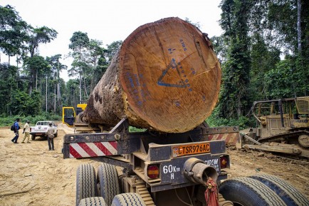 05-07-2021-observer-timber-trafficking